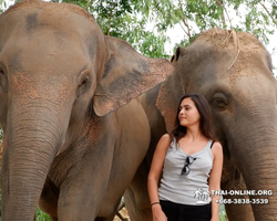 Заповедник слонов Elephant Jungle Sanctuary Pattaya - фото 566