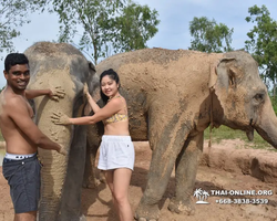 Заповедник слонов Elephant Jungle Sanctuary Pattaya - фото 139