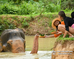 Заповедник слонов Elephant Jungle Sanctuary Pattaya - фото 454