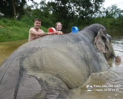 Заповедник слонов Elephant Jungle Sanctuary Pattaya - фото 474