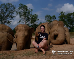 Заповедник слонов Elephant Jungle Sanctuary Pattaya - фото 545