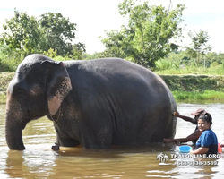 Заповедник слонов Elephant Jungle Sanctuary Pattaya - фото 483