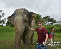 Заповедник слонов Elephant Jungle Sanctuary Pattaya - фото 981