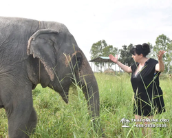 Заповедник слонов Elephant Jungle Sanctuary Pattaya - фото 418