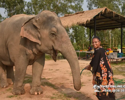Заповедник слонов Elephant Jungle Sanctuary Pattaya - фото 504