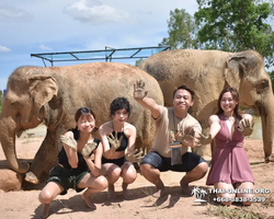 Заповедник слонов Elephant Jungle Sanctuary Pattaya - фото 361