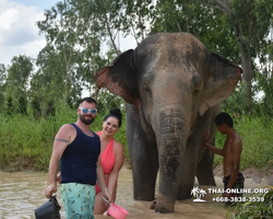 Заповедник слонов Elephant Jungle Sanctuary Pattaya - фото 315