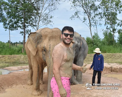 Заповедник слонов Elephant Jungle Sanctuary Pattaya - фото 62