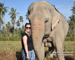Заповедник слонов Elephant Jungle Sanctuary Pattaya - фото 184