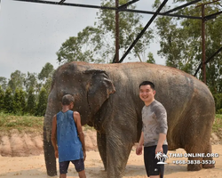 Заповедник слонов Elephant Jungle Sanctuary Pattaya - фото 255