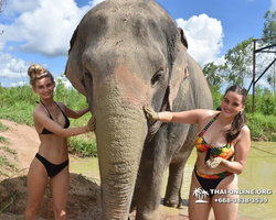 Заповедник слонов Elephant Jungle Sanctuary Pattaya - фото 290