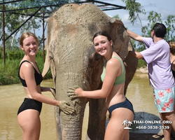 Заповедник слонов Elephant Jungle Sanctuary Pattaya - фото 362