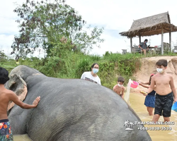 Заповедник слонов Elephant Jungle Sanctuary Pattaya - фото 298