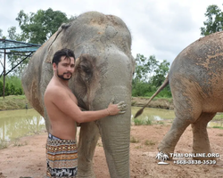 Заповедник слонов Elephant Jungle Sanctuary Pattaya - фото 311
