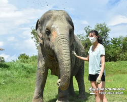 Заповедник слонов Elephant Jungle Sanctuary Pattaya - фото 508