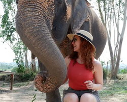 Заповедник слонов Elephant Jungle Sanctuary Pattaya - фото 250