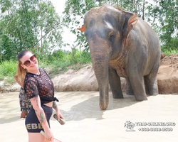 Заповедник слонов Elephant Jungle Sanctuary Pattaya - фото 134