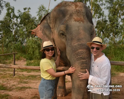 Заповедник слонов Elephant Jungle Sanctuary Pattaya - фото 213