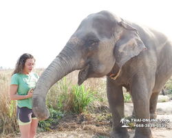 Заповедник слонов Elephant Jungle Sanctuary Pattaya - фото 759