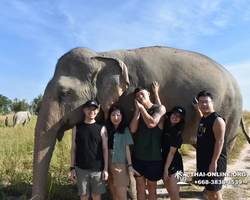 Заповедник слонов Elephant Jungle Sanctuary Pattaya - фото 760