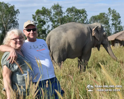 Заповедник слонов Elephant Jungle Sanctuary Pattaya - фото 396