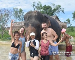 Заповедник слонов Elephant Jungle Sanctuary Pattaya - фото 440