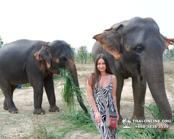 Заповедник слонов Elephant Jungle Sanctuary Pattaya - фото 465