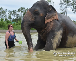 Заповедник слонов Elephant Jungle Sanctuary Pattaya - фото 463