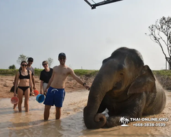 Заповедник слонов Elephant Jungle Sanctuary Pattaya - фото 1089