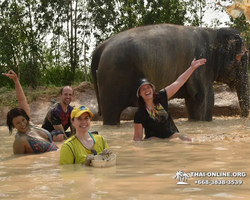 Заповедник слонов Elephant Jungle Sanctuary Pattaya - фото 133