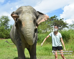 Заповедник слонов Elephant Jungle Sanctuary Pattaya - фото 273
