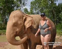 Заповедник слонов Elephant Jungle Sanctuary Pattaya - фото 299