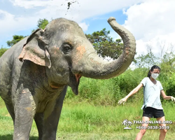 Заповедник слонов Elephant Jungle Sanctuary Pattaya - фото 535