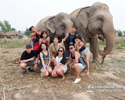 Заповедник слонов Elephant Jungle Sanctuary Pattaya - фото 145