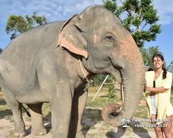 Заповедник слонов Elephant Jungle Sanctuary Pattaya - фото 102