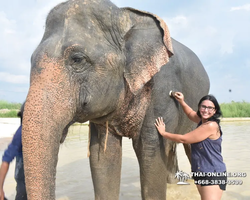 Заповедник слонов Elephant Jungle Sanctuary Pattaya - фото 457