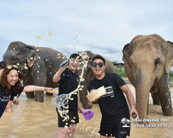 Заповедник слонов Elephant Jungle Sanctuary Pattaya - фото 957