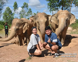 Заповедник слонов Elephant Jungle Sanctuary Pattaya - фото 186