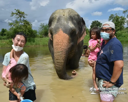 Заповедник слонов Elephant Jungle Sanctuary Pattaya - фото 848