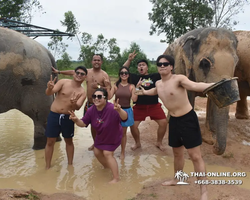 Заповедник слонов Elephant Jungle Sanctuary Pattaya - фото 479