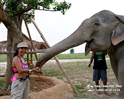 Заповедник слонов Elephant Jungle Sanctuary Pattaya - фото 405