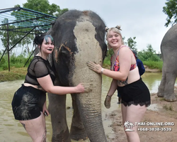 Заповедник слонов Elephant Jungle Sanctuary Pattaya - фото 555