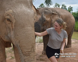 Заповедник слонов Elephant Jungle Sanctuary Pattaya - фото 438