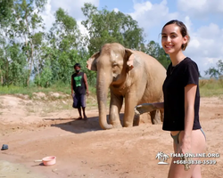 Заповедник слонов Elephant Jungle Sanctuary Pattaya - фото 855