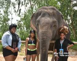 Заповедник слонов Elephant Jungle Sanctuary Pattaya - фото 136