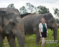 Заповедник слонов Elephant Jungle Sanctuary Pattaya - фото 675