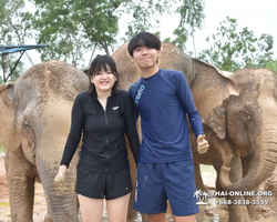 Заповедник слонов Elephant Jungle Sanctuary Pattaya - фото 449