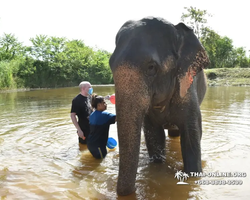 Заповедник слонов Elephant Jungle Sanctuary Pattaya - фото 547