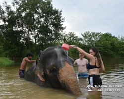 Заповедник слонов Elephant Jungle Sanctuary Pattaya - фото 526