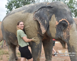 Заповедник слонов Elephant Jungle Sanctuary Pattaya - фото 242